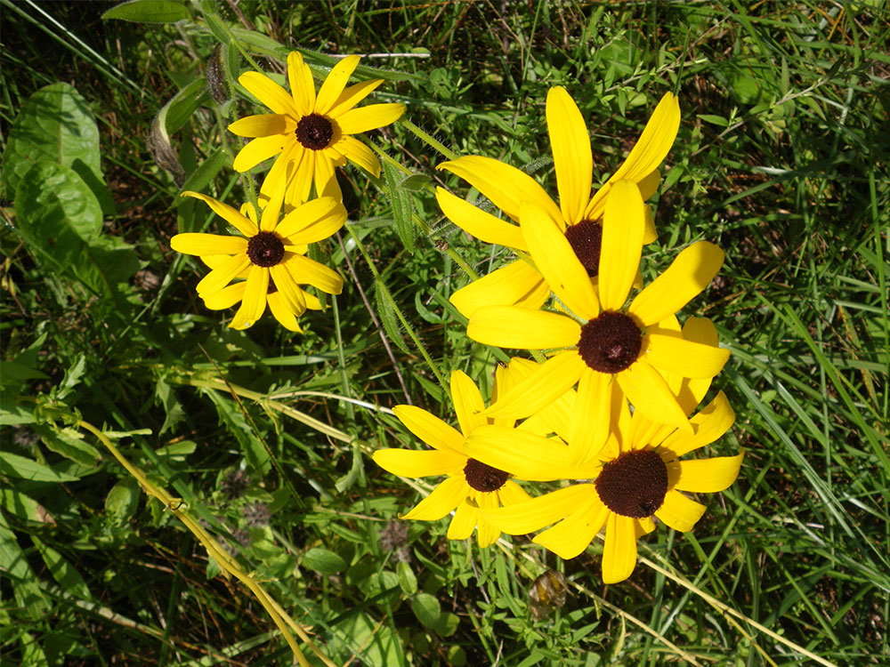 yellow black-eyed Susans