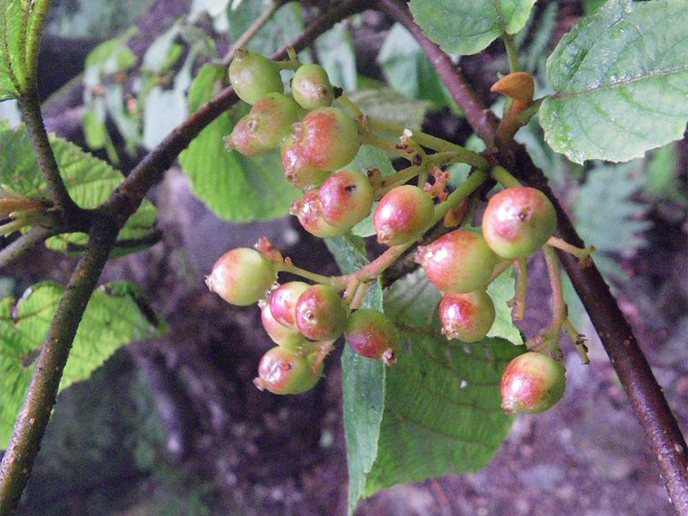 green and red berries