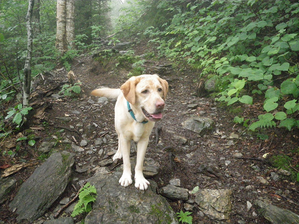 yellow lab waiting patiently while we take a zillion images