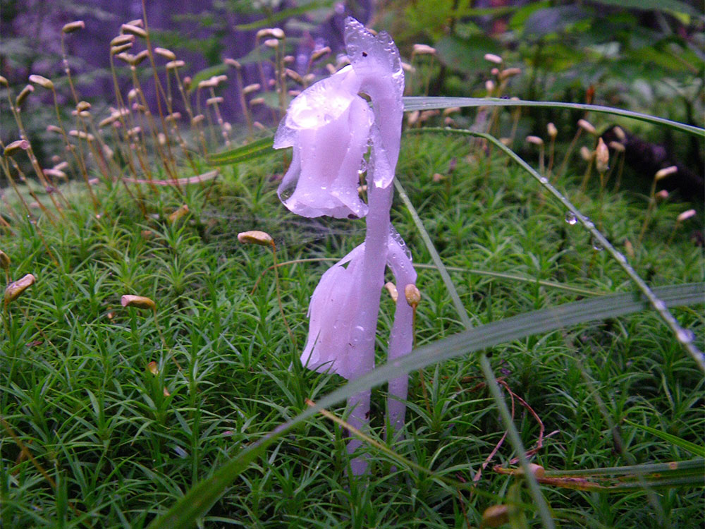 Indian Hornpipe or ghost flowers