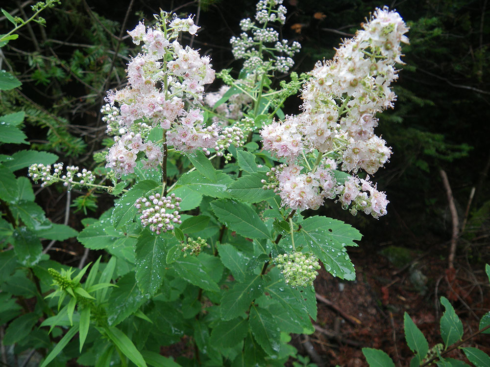 white blossoms shaped like a cone