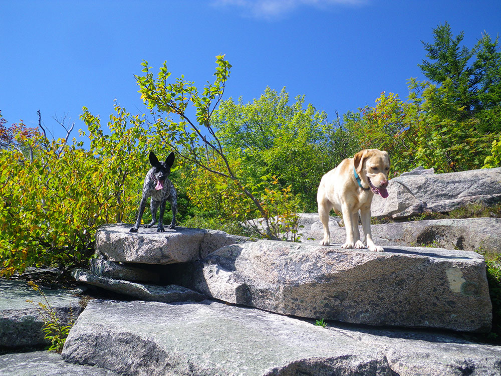 looking up at yellow lab and black and white dog
