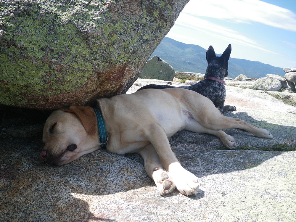 yellow lab and black and white dog resting in the shade