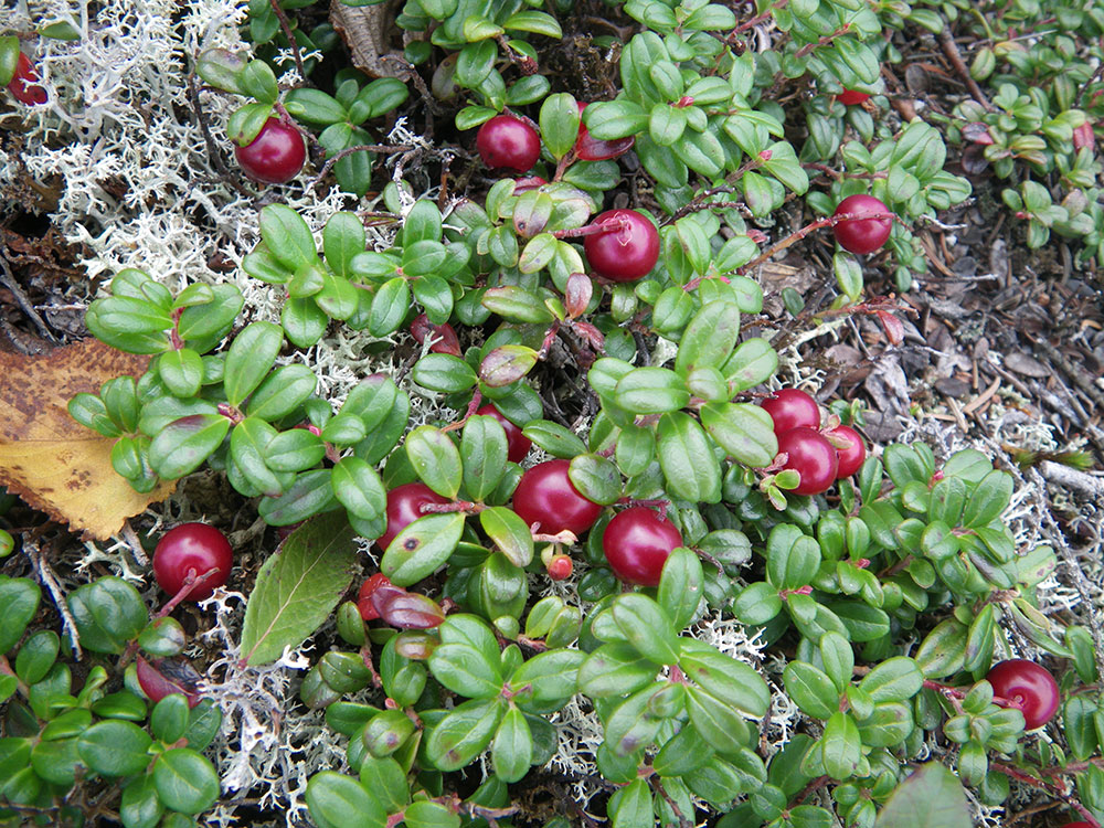 wild mountain cranberry