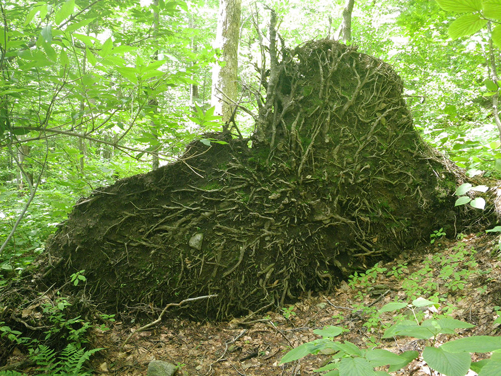 shallow root system of a fallen tree shaped like a heart