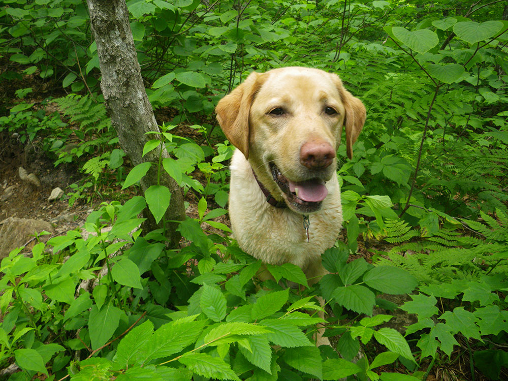 yellow lab standing in foliage panting