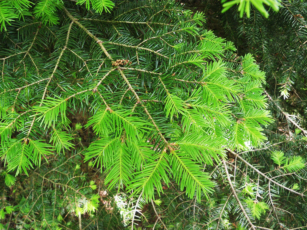 new light green growth on tip of evergreen branch