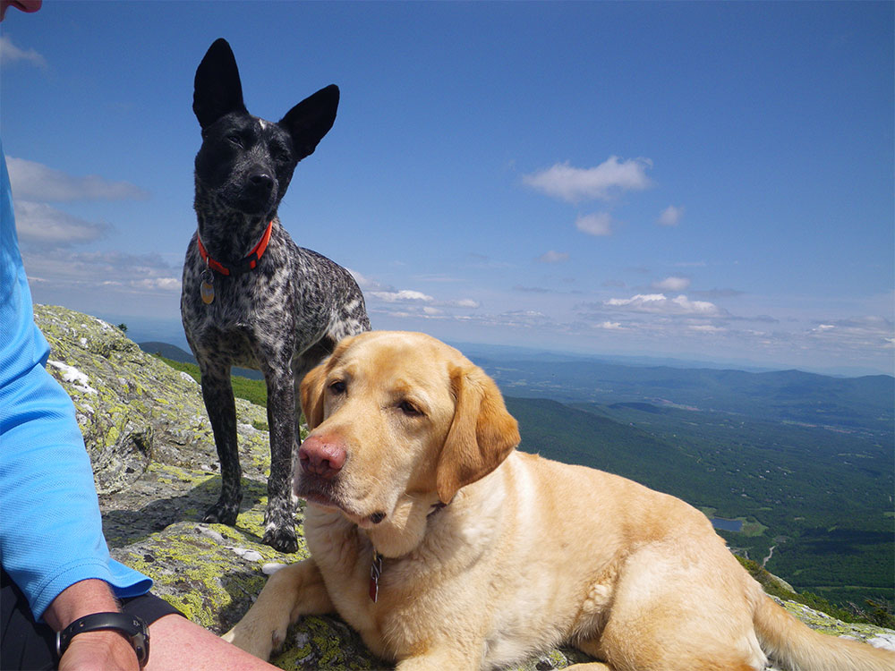 two dogs on the summit above tree line