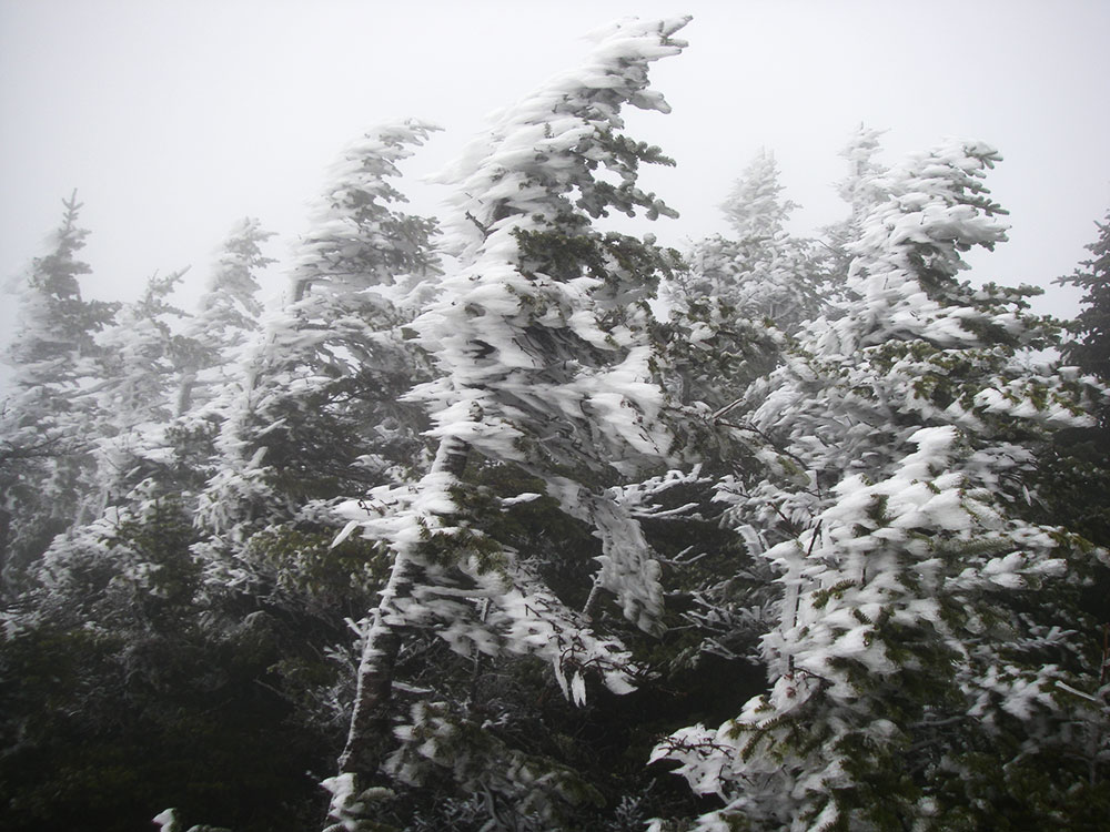 rime ice on fir trees