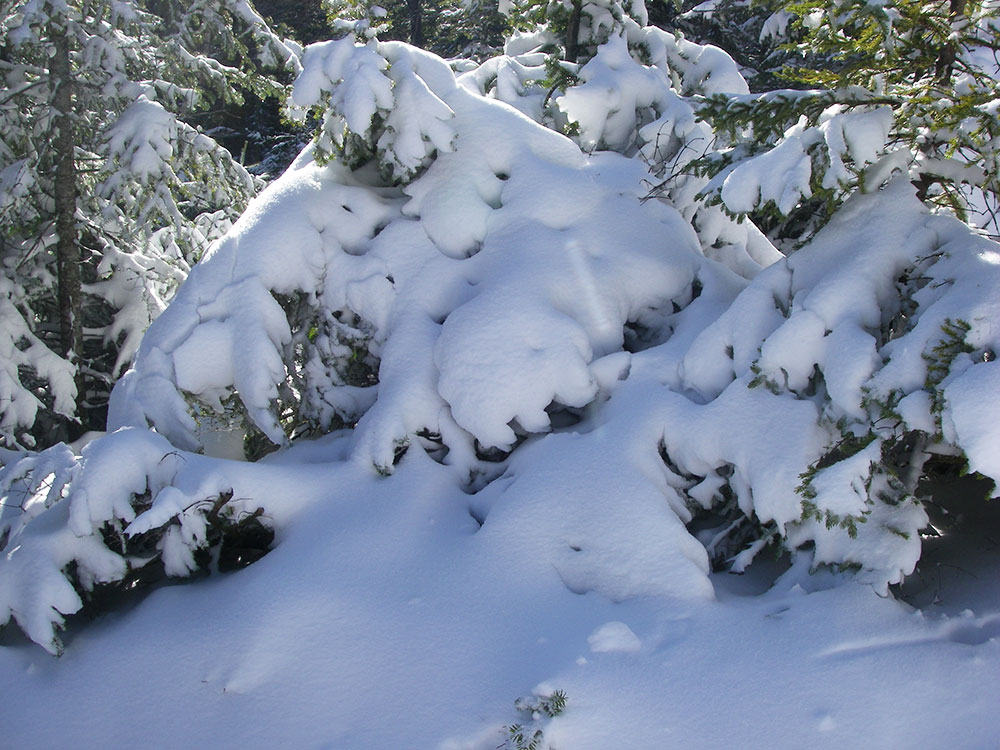 snow on evergreen branches