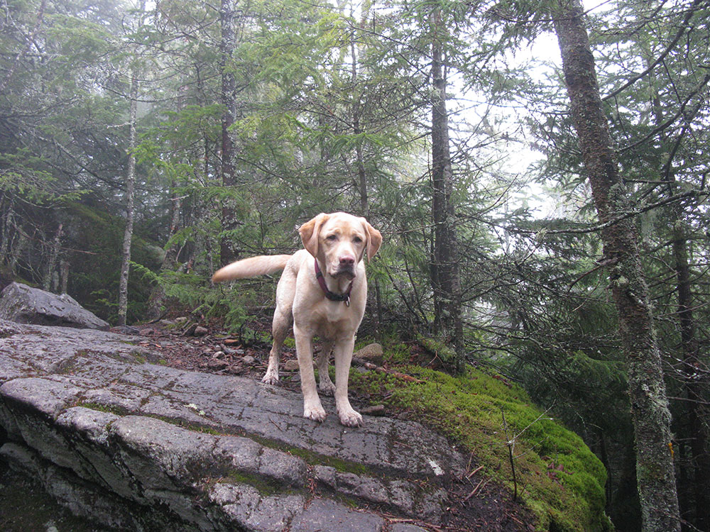 yellow lab standing on a rock looking at the camera