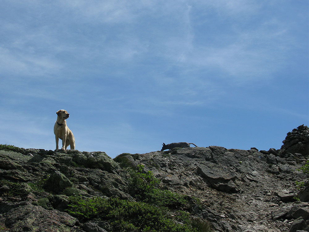Dejah yellow lab posed on top of a ledge