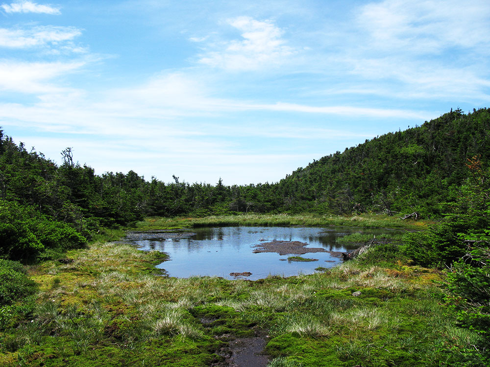 Alpine Lake alpine lake surrounded by marsh grass