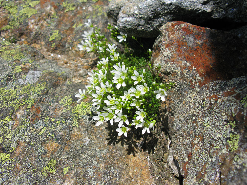 Diapensia white alpine flower