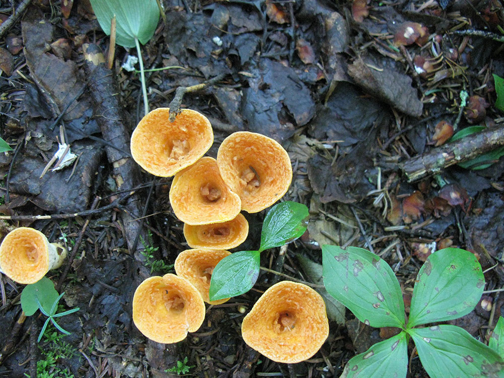 orange mushrooms growing on a tree trunk