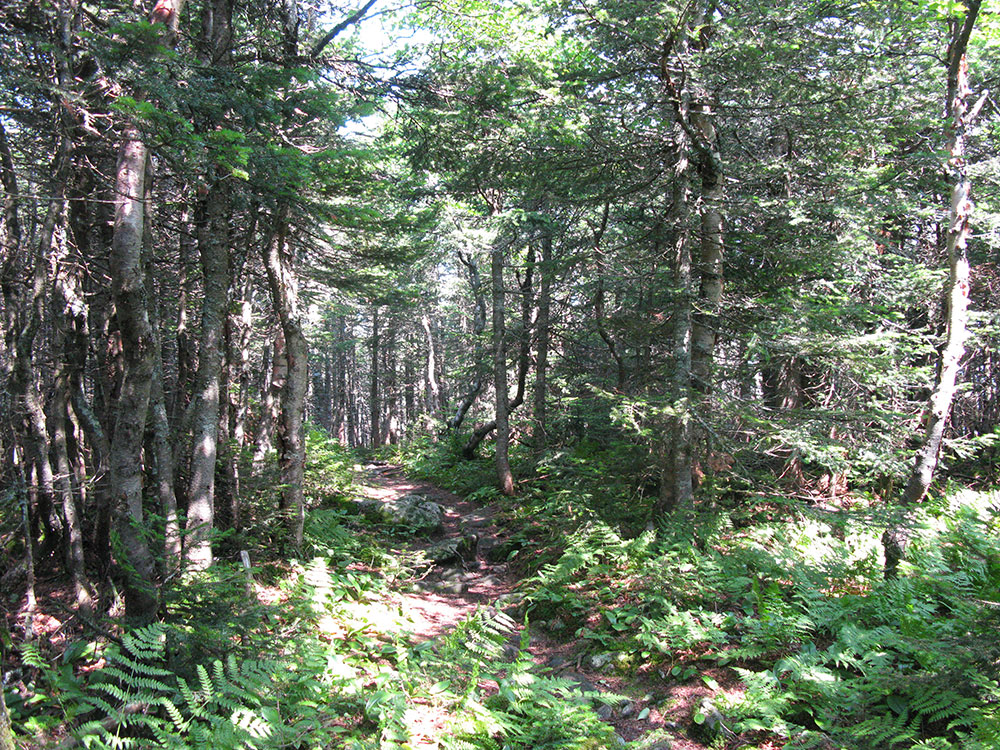 trail winding its way between deciduous trees