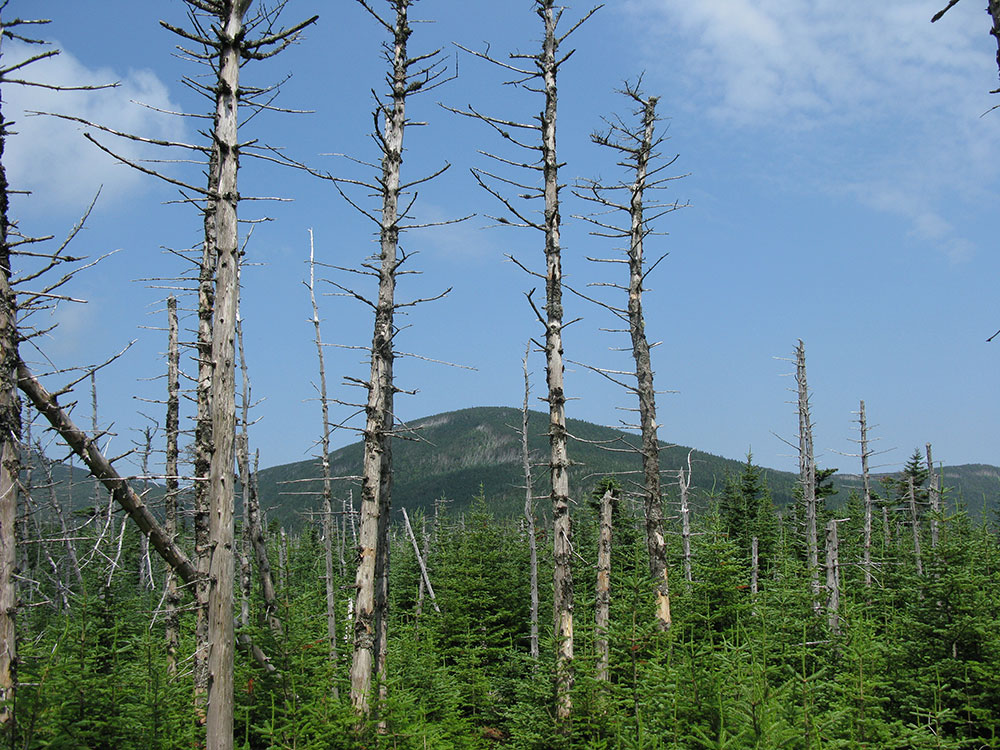 view of the summit of Mt Moosilaukee from below
