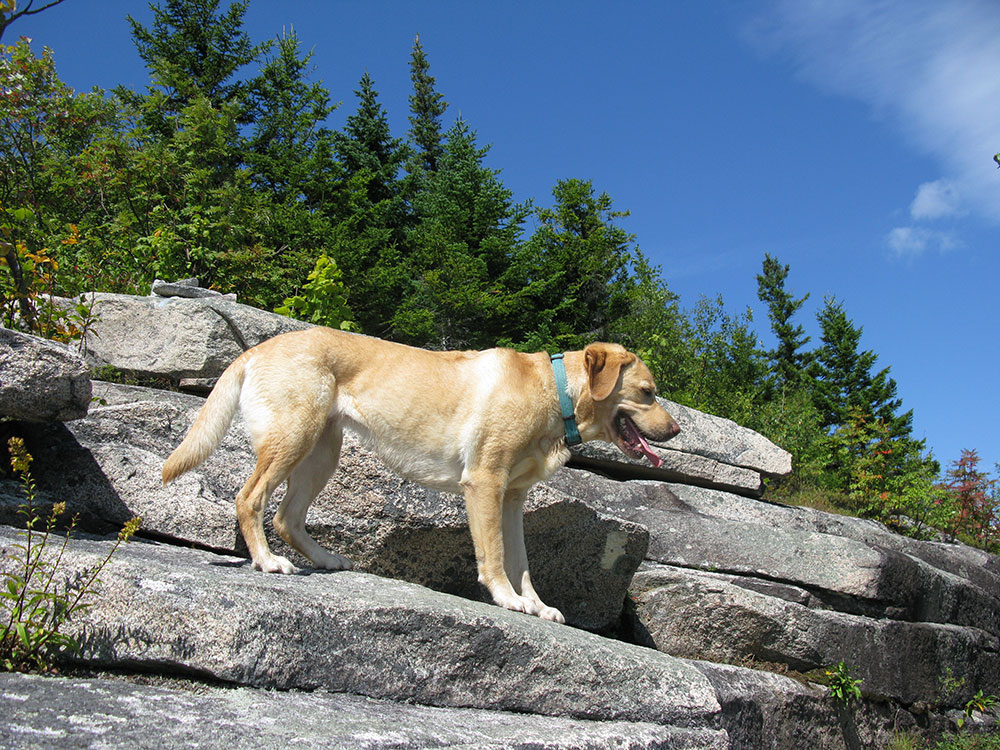 yellow lab perched on a ledge above me