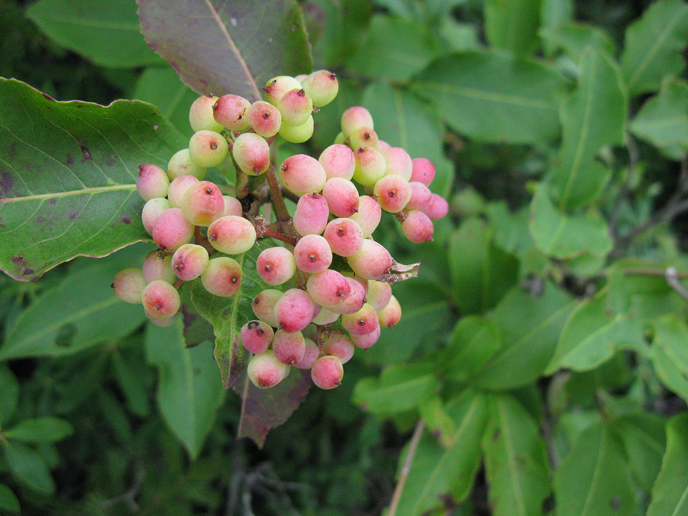 unknown green and orange berries