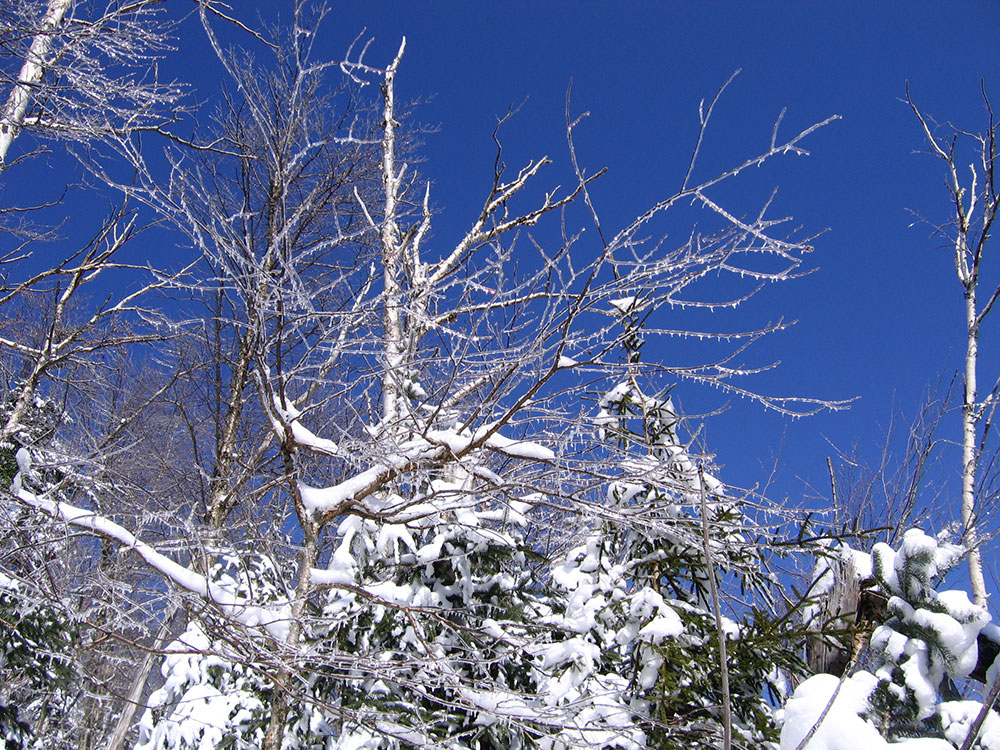 view of snow-covered branches