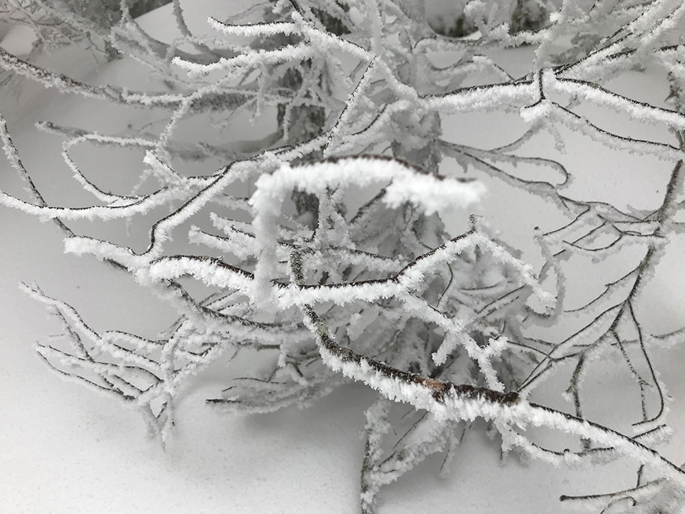rime ice coating branches