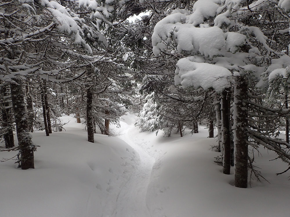 snowshoe trail through snow-covered evergreens
