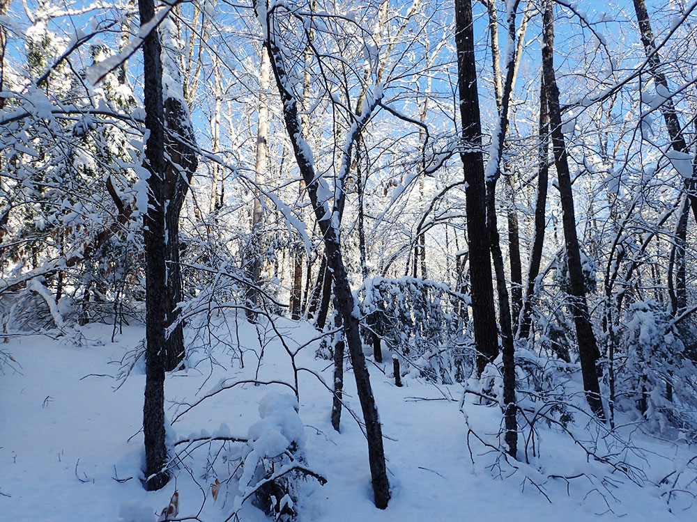 Winter Scene winter scene with sun filtered through snow-covered branches