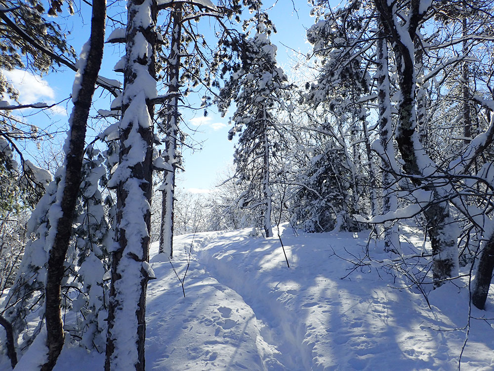 Snowy Trail winter scene with sun filtered through snow-covered branches