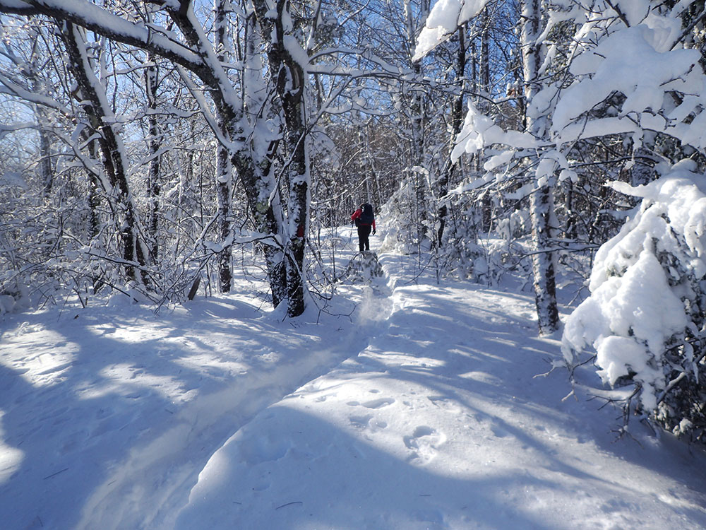 Pat hiking away hiker snowshoeing in winter scene with sun filtered through snow-covered branches