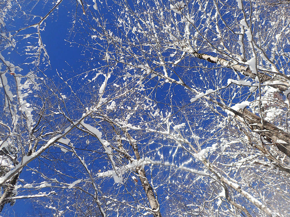 Branches winter scene with sun filtered through snow-covered branches