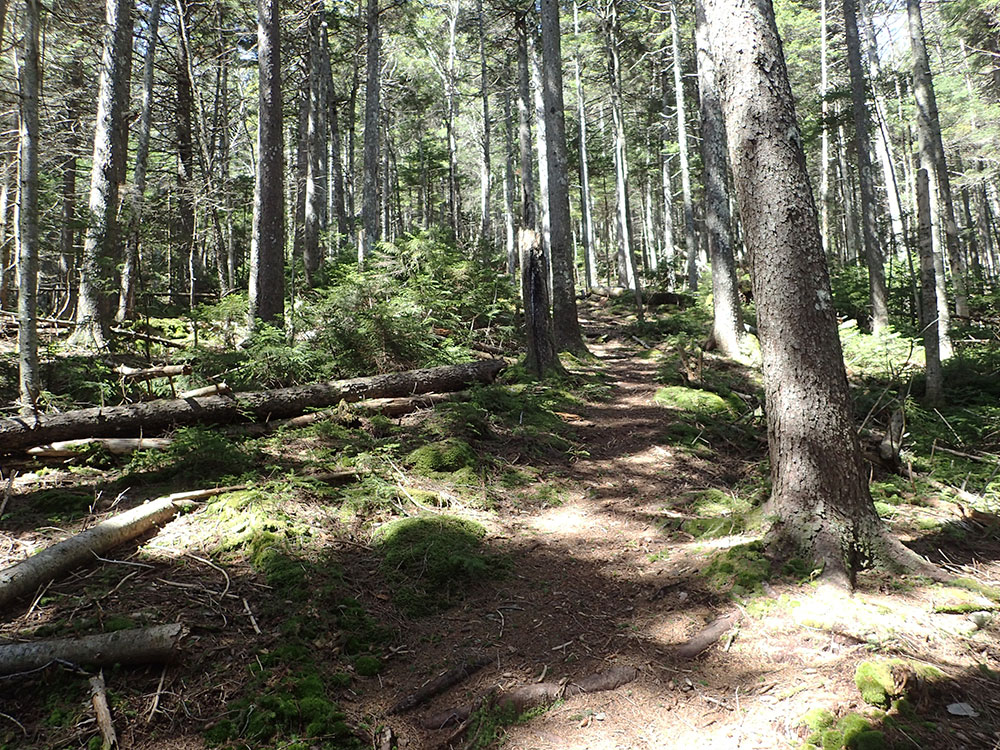 rooty trail