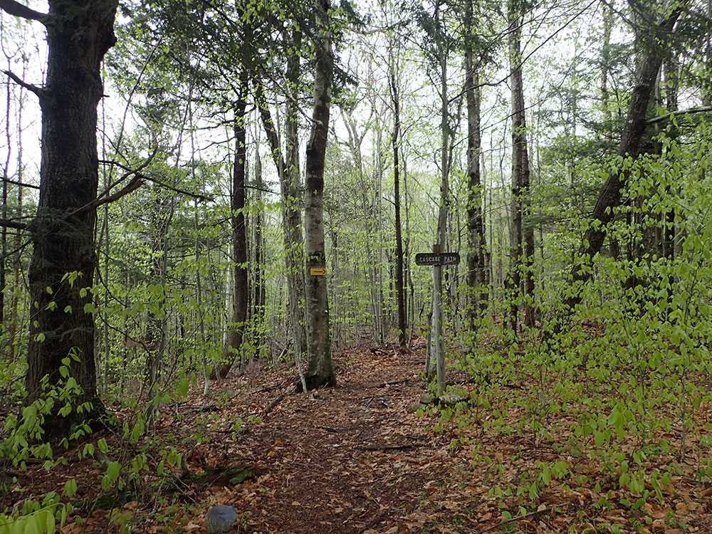 Trail trail in mid-summer