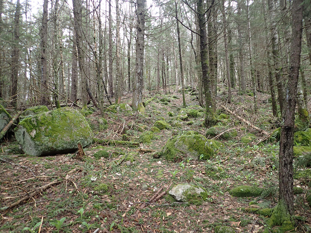 Trail early summer trail in northeast