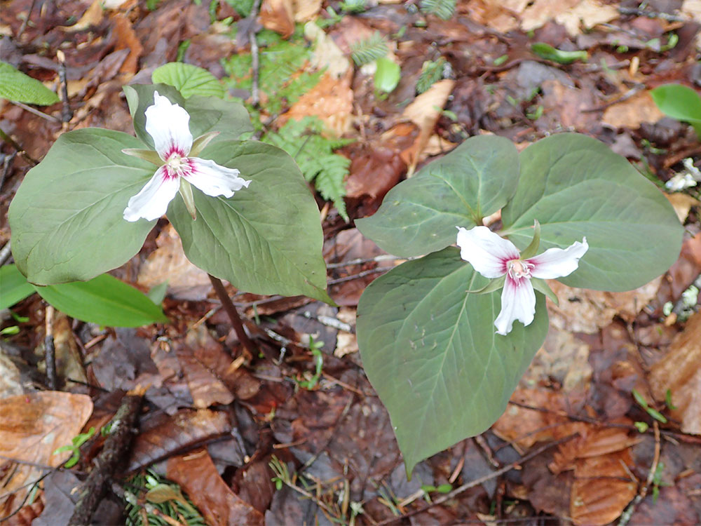 Painted Trilliums two painted trilliums