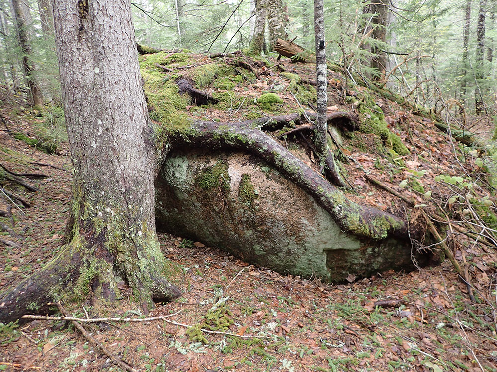 Strong Roots tree root growing over a bouldder