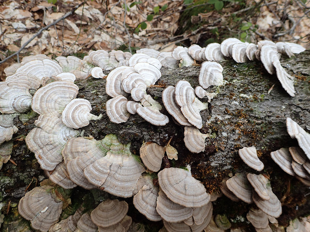 Fungus fungus attached to trunk rotting on the ground