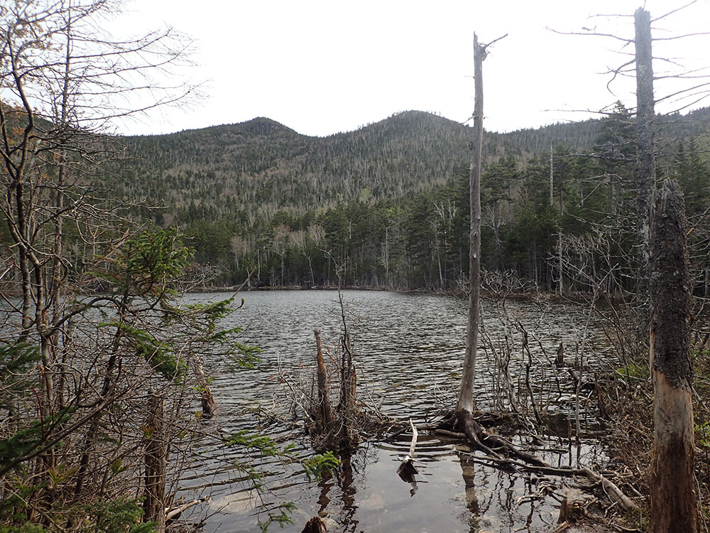 Pond with dead tree trunks in the foreground