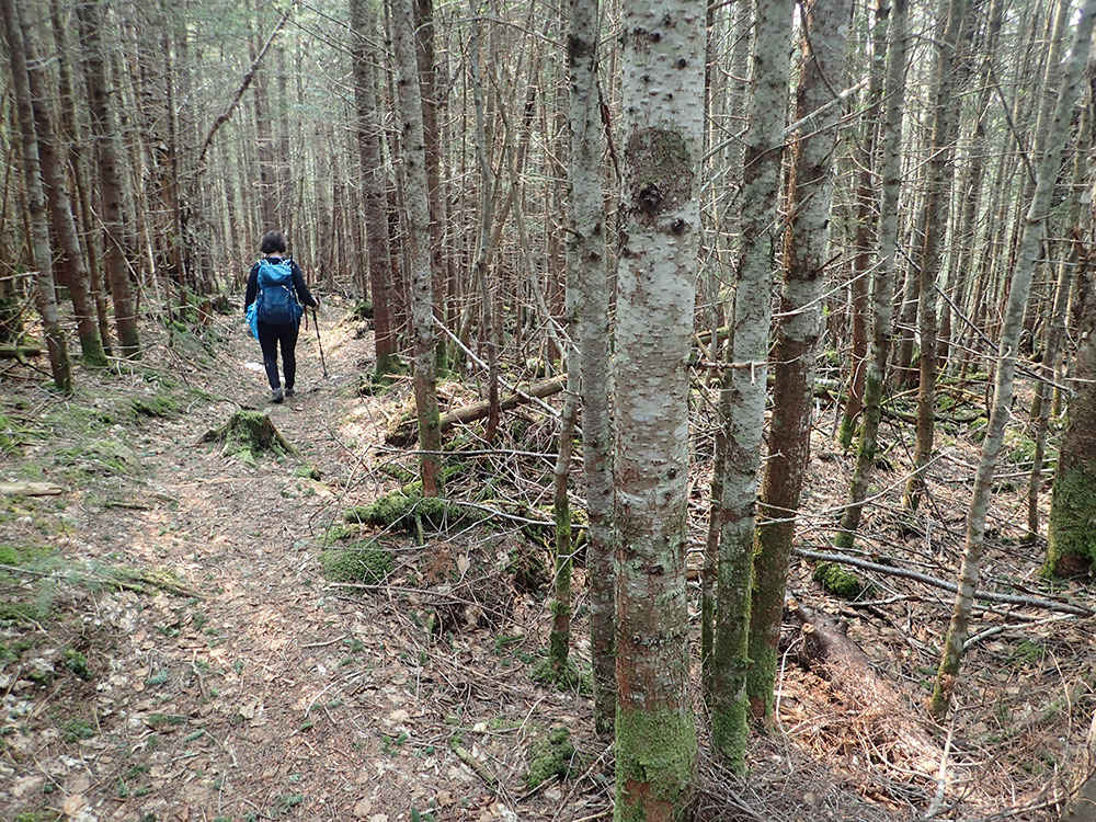 hiker on the trail in spring