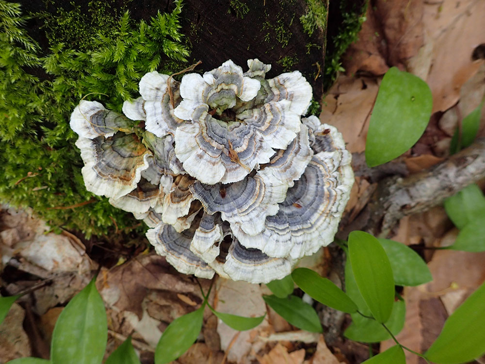 fungus growing on a tree trunk