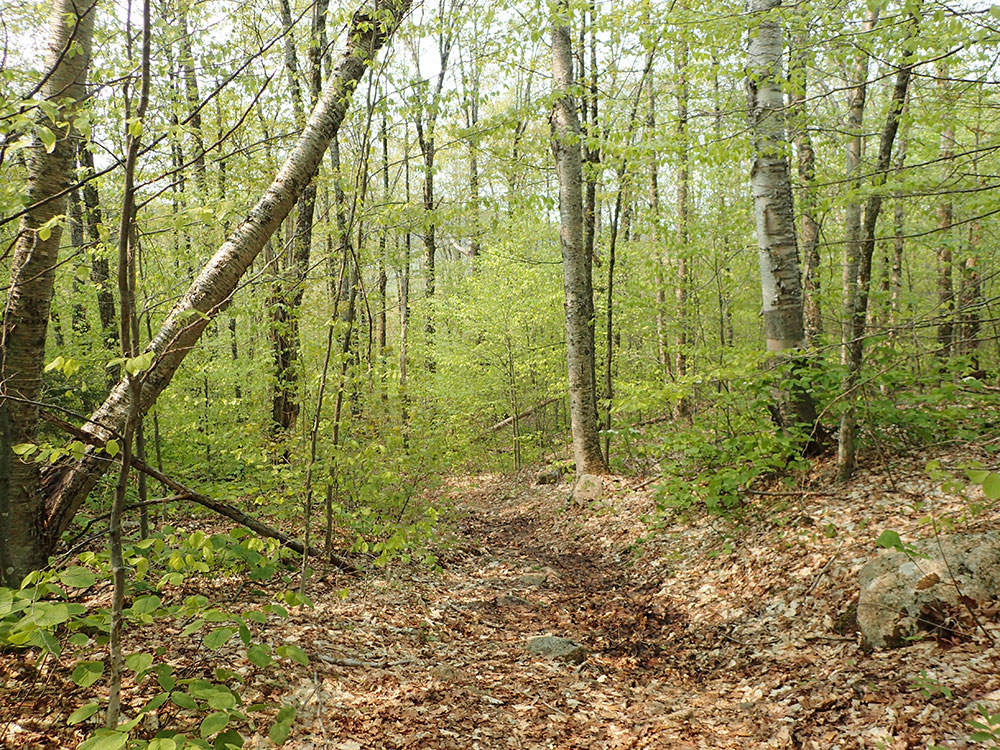 spring trail