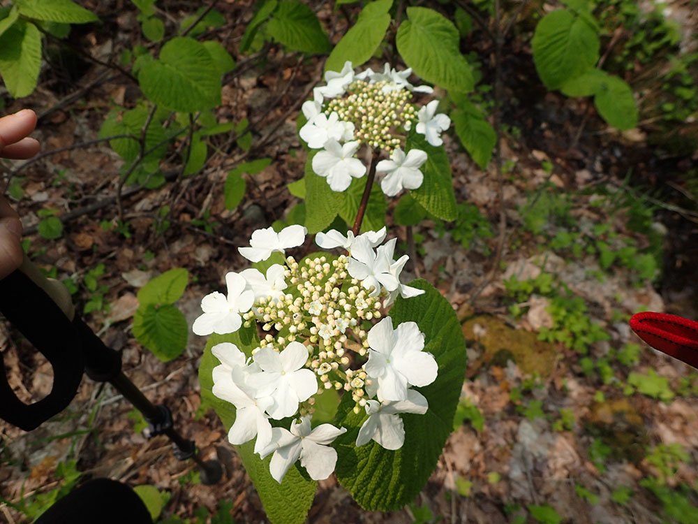 hobblebush blossoms