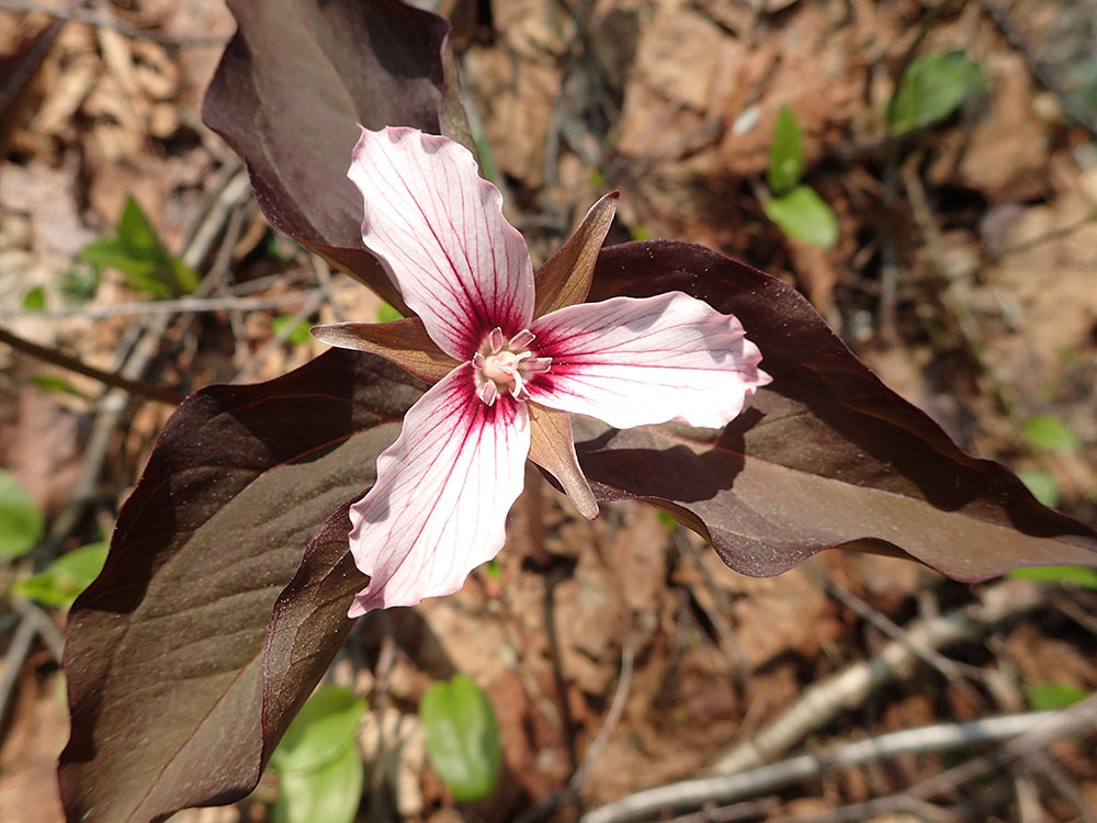 picture of a painted trillium