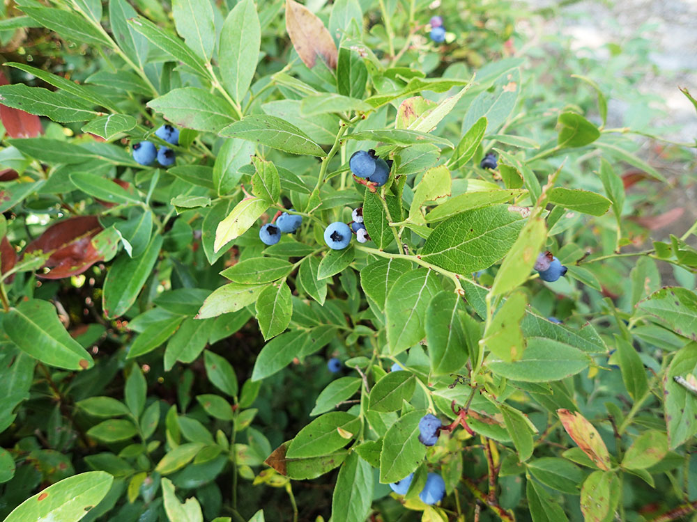 wild blueberries wild blueberries