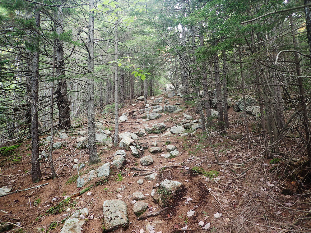 Hammond Trail rocky trail through a deciduous forest