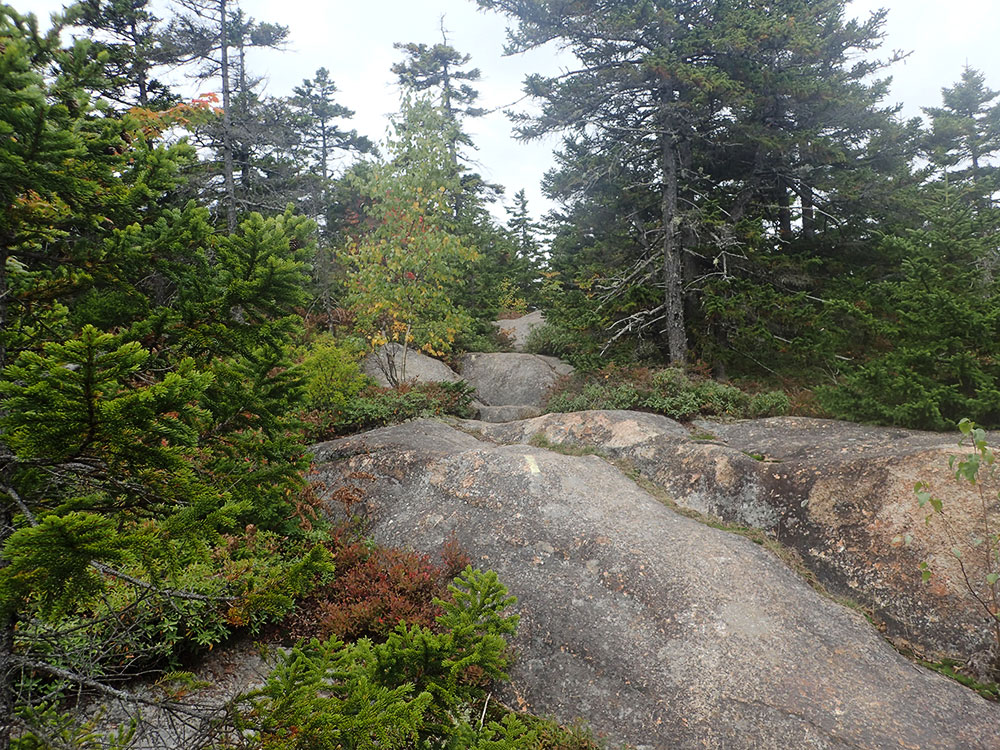 Trail view of fall trees and trail on rock at tree line