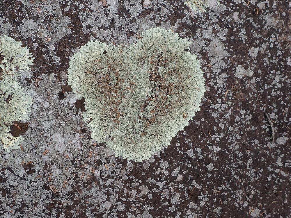 Lichen Heart lichen heart on gray granite rock