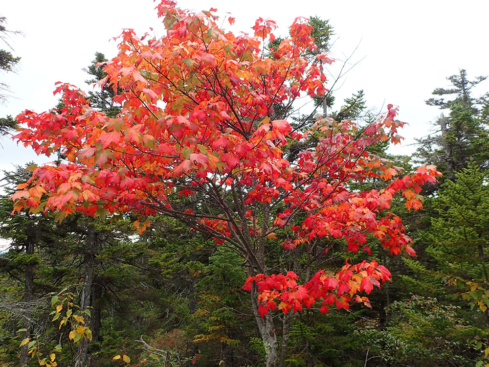 Fall Maple young maple tree with bright red leaves in fall