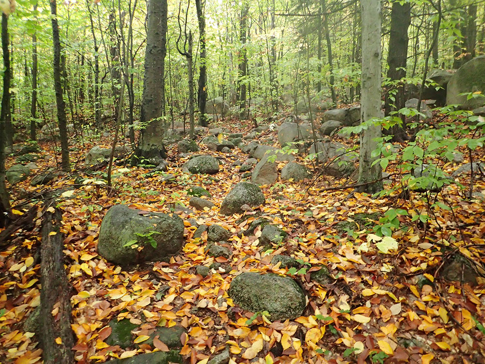 Fall Colors hiking trail with yellow beech leaves strewn across the path