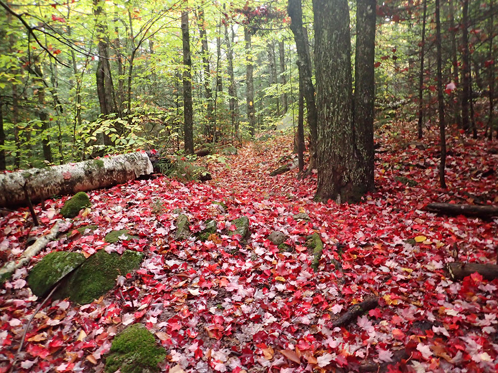 Fall Colors hiking trail with red maple leaves strewn across the path