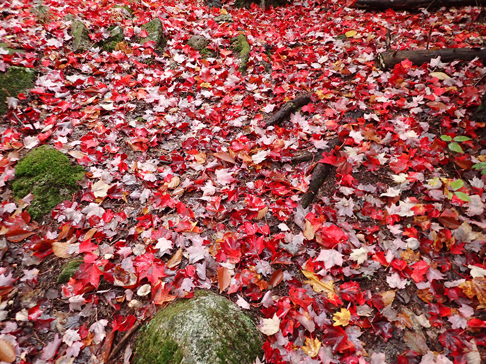 Fall Leaves hiking trail with red maple leaves strewn across the path